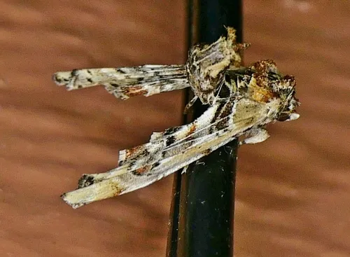 Light Marathyssa Moth - photo 5