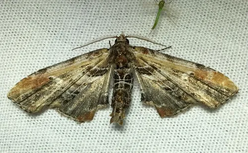 Light Marathyssa Moth - photo 6