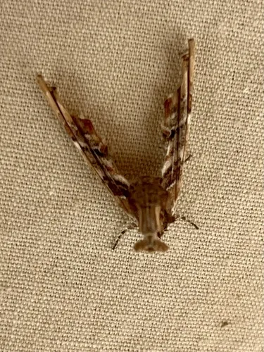 Light Marathyssa Moth - photo 7