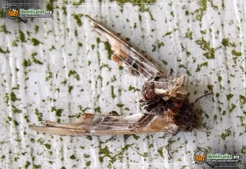Light Marathyssa Moth - photo 8