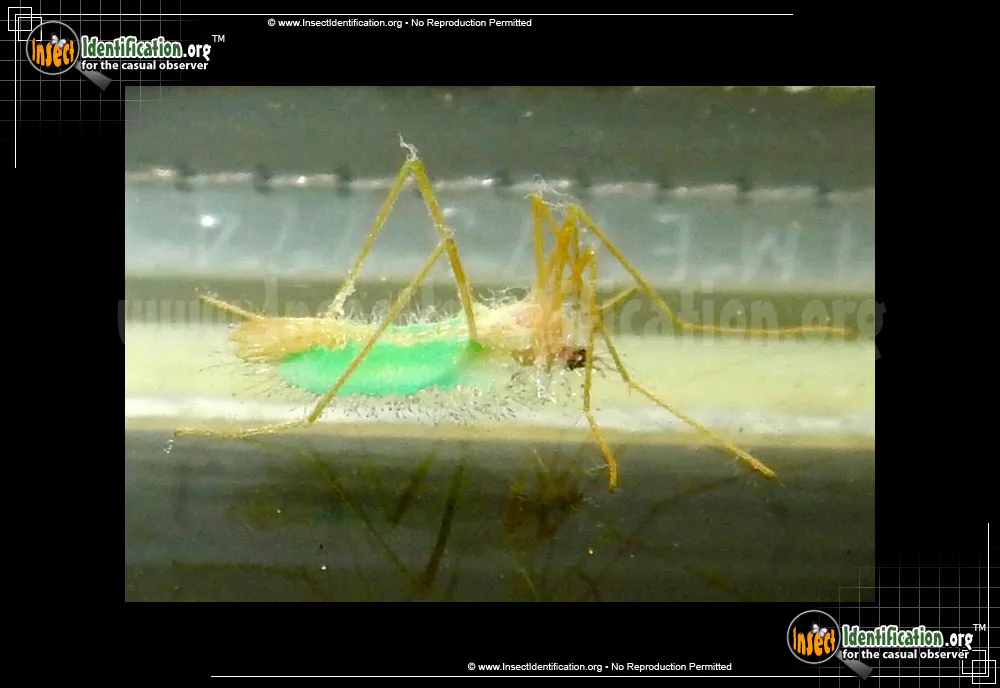 Limoniid Crane Fly - Erioptera chlorophyllya