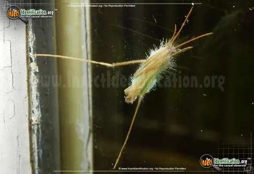 Limoniid Crane Fly - photo 4