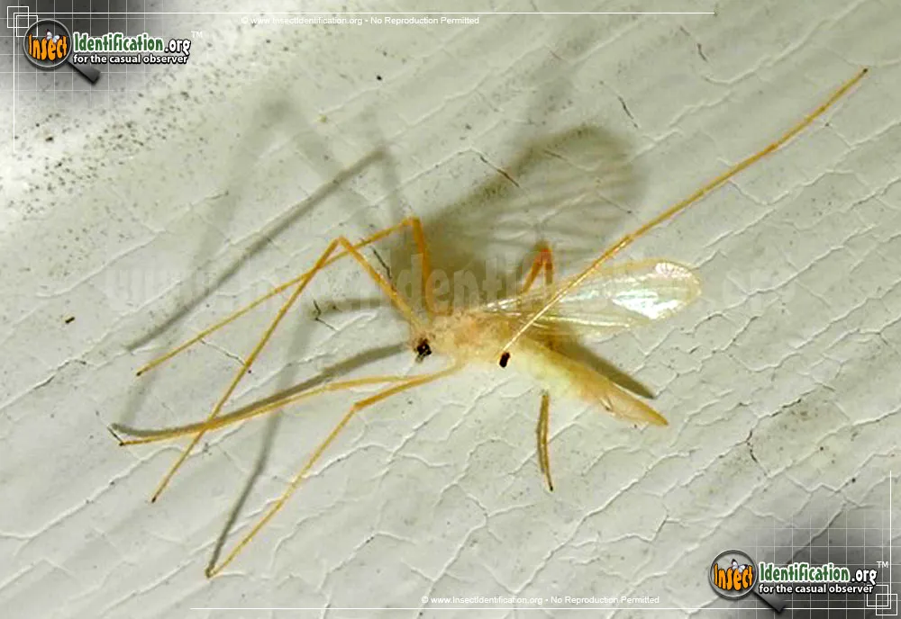 Limoniid Crane Fly - photo 5
