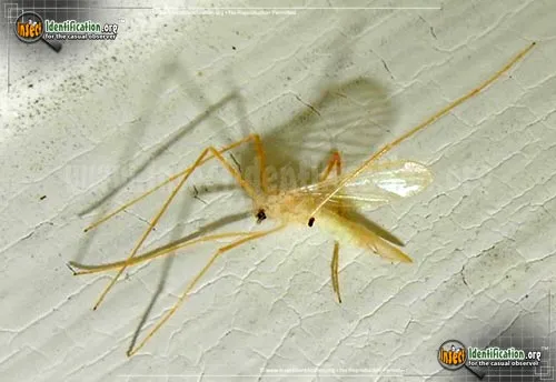 Limoniid Crane Fly - photo 6