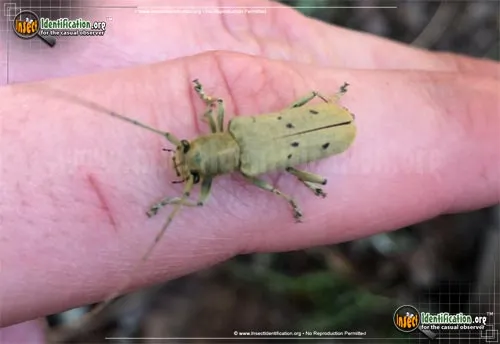 Linden Borer Beetle - photo 2