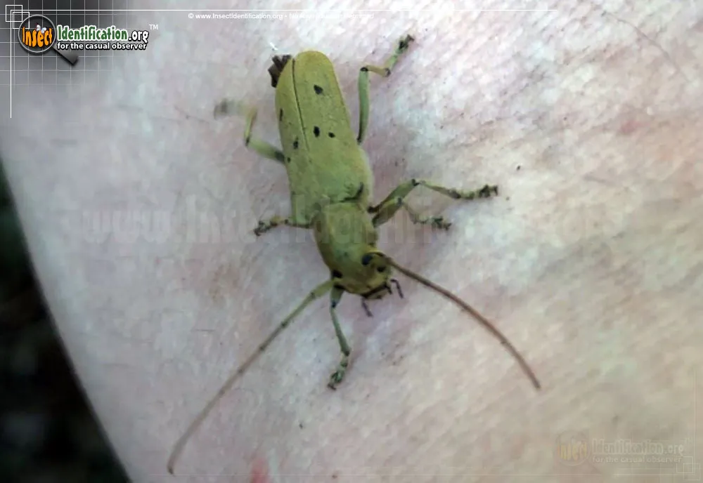 Linden Borer Beetle - photo 3