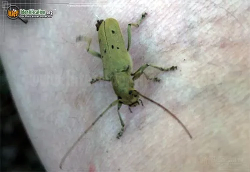 Linden Borer Beetle - photo 4