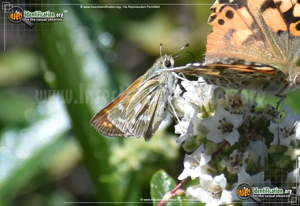 Lindsey's Skipper - Hesperia lindseyi