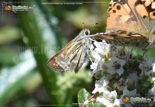 Lindsey's Skipper - photo 2