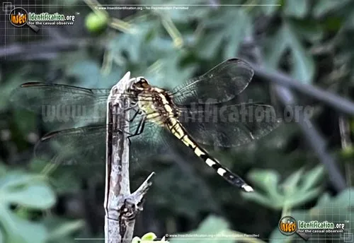 Little Blue Dragonlet - photo 2