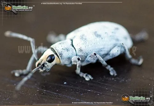 Little Leaf Notcher - photo 2