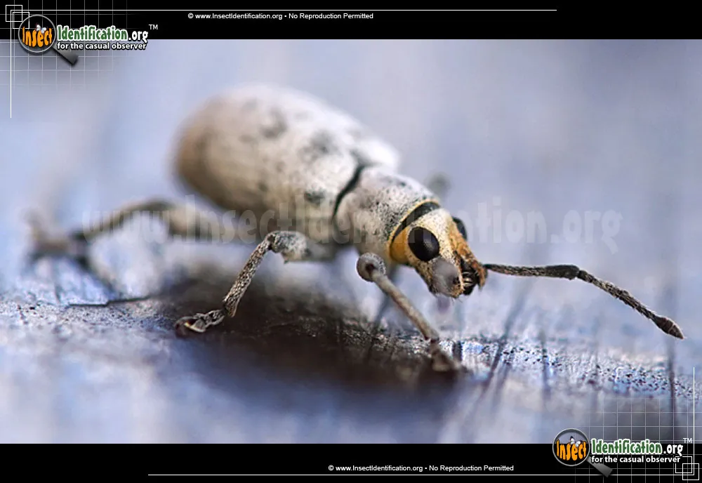 Little Leaf Notcher - photo 3