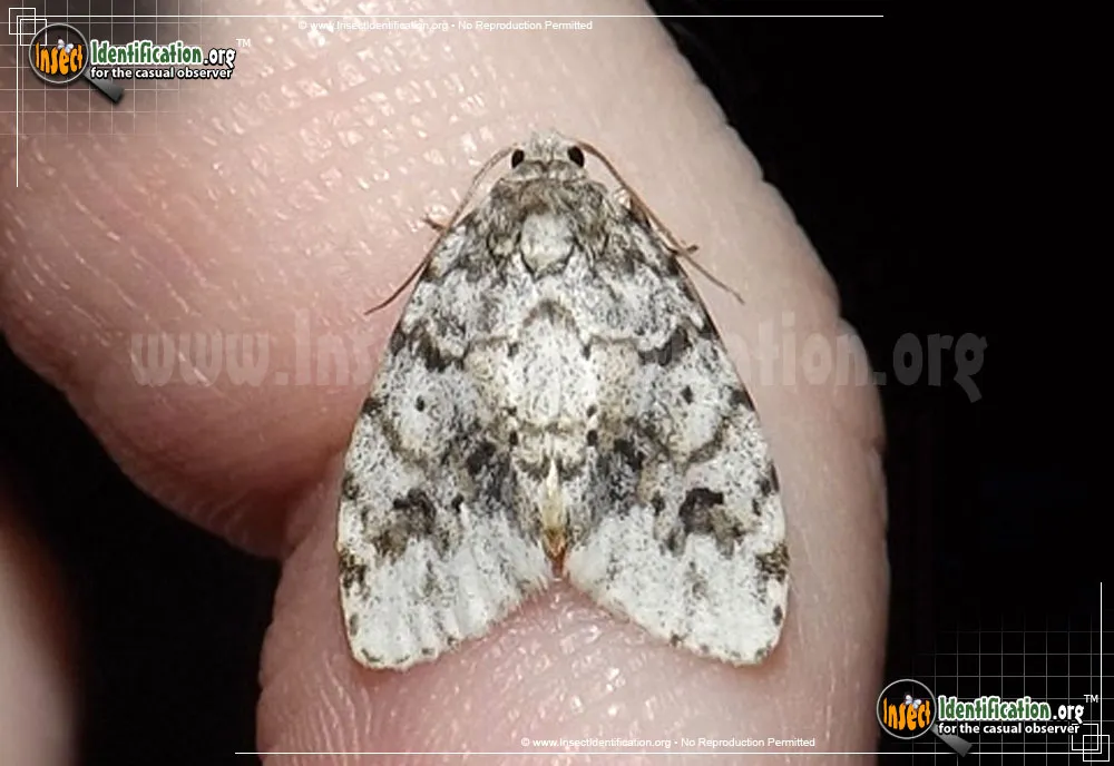 Little White Lichen Moth - Clemensia albata