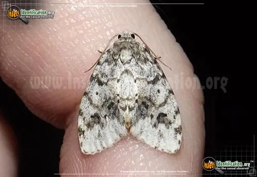 Little White Lichen Moth - photo 2