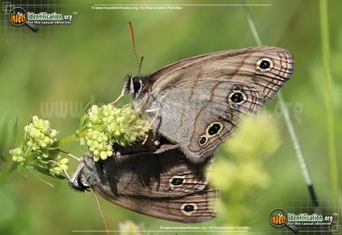 Little Wood-Satyr - photo 4