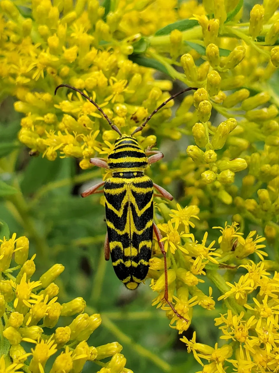 Locust Borer Beetle - photo 3