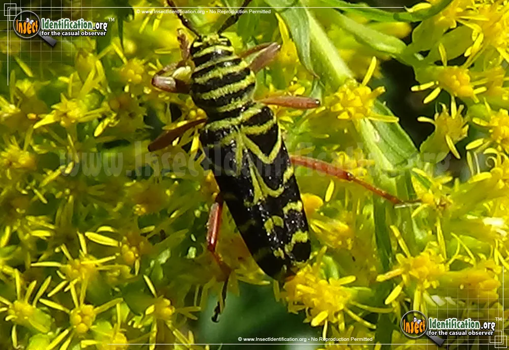 Locust Borer Beetle - photo 4