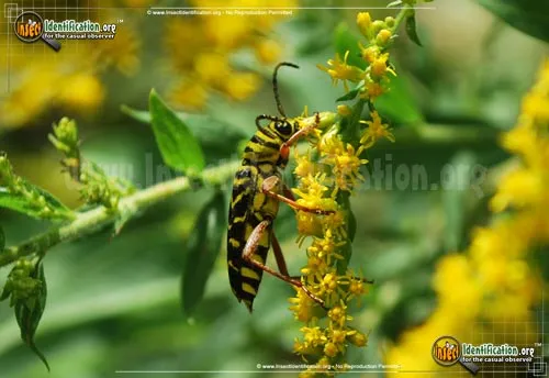Locust Borer Beetle - photo 5