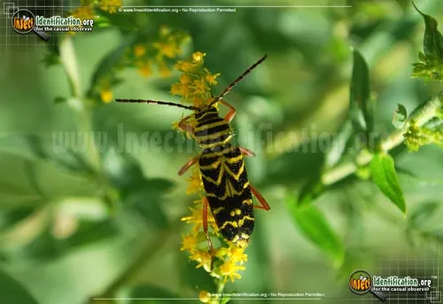 Locust Borer Beetle - photo 6