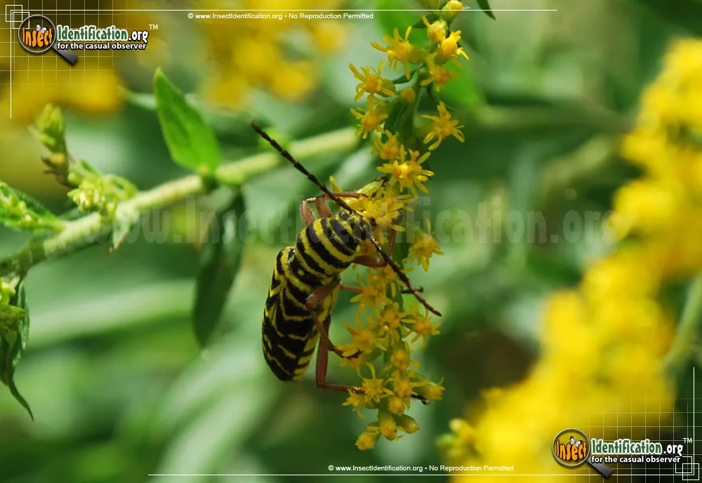 Locust Borer Beetle - photo 7