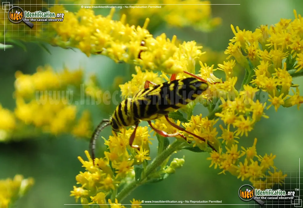 Locust Borer Beetle - photo 8