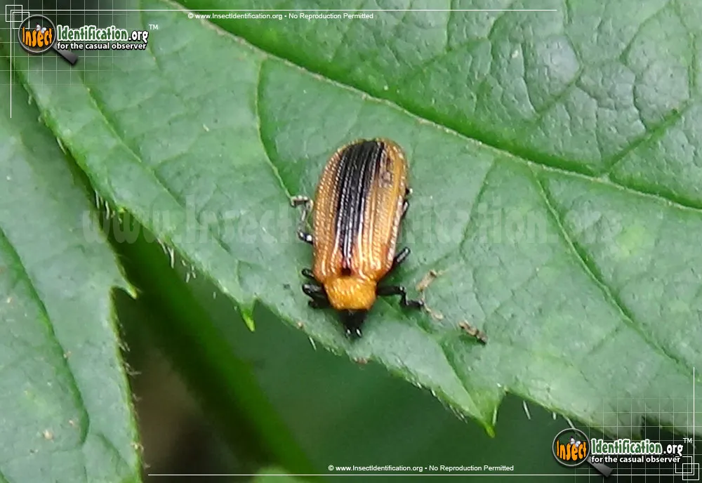 Locust Leaf Miner Beetle