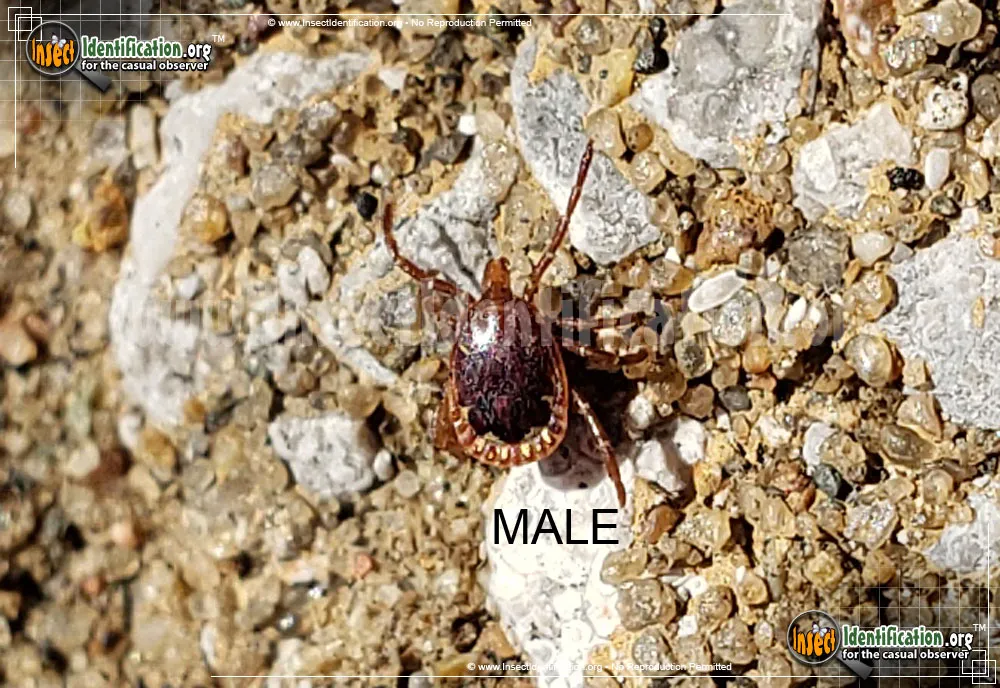 Lone Star Tick - photo 4