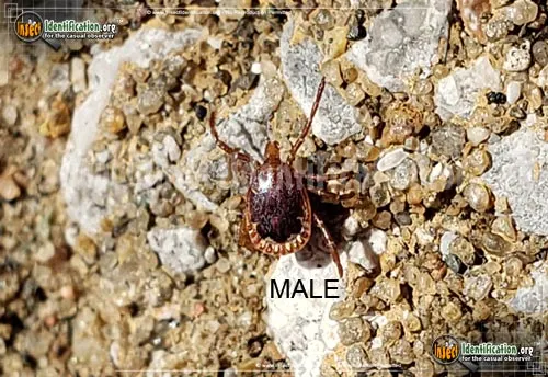 Lone Star Tick - photo 5
