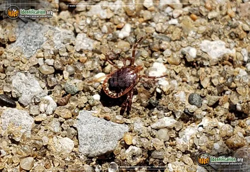 Lone Star Tick - photo 7