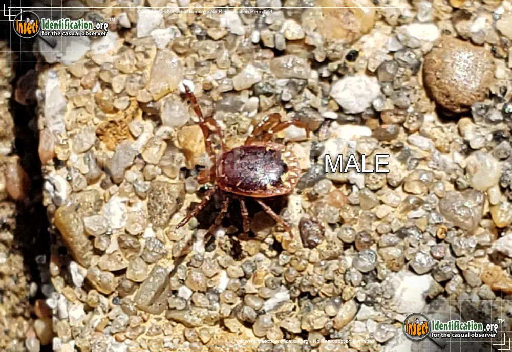 Lone Star Tick - photo 8