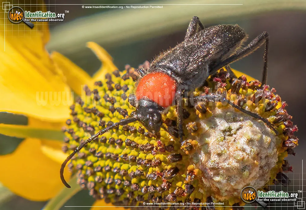 Longhorn Beetle