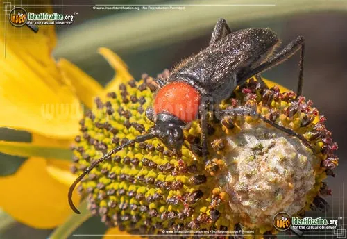 Longhorn Beetle - photo 2