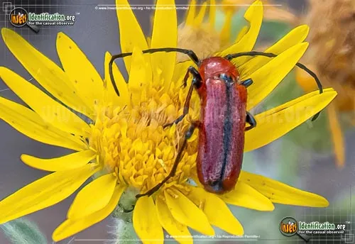 Longhorn Beetle - photo 2