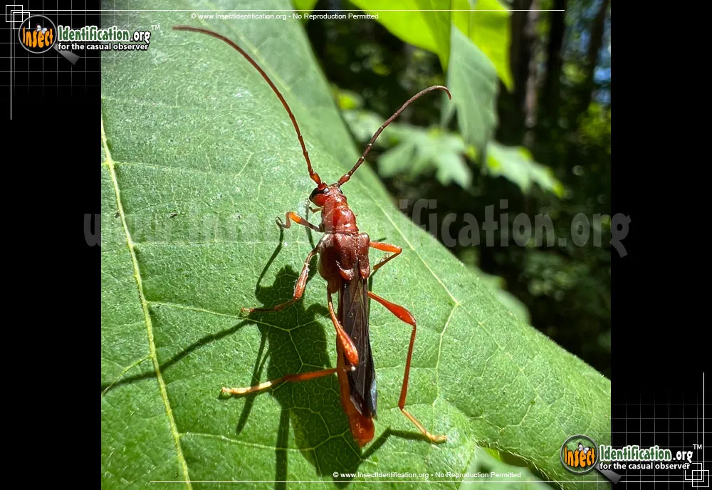 Longhorn Beetle