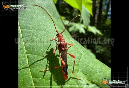 Longhorn Beetle - photo 2
