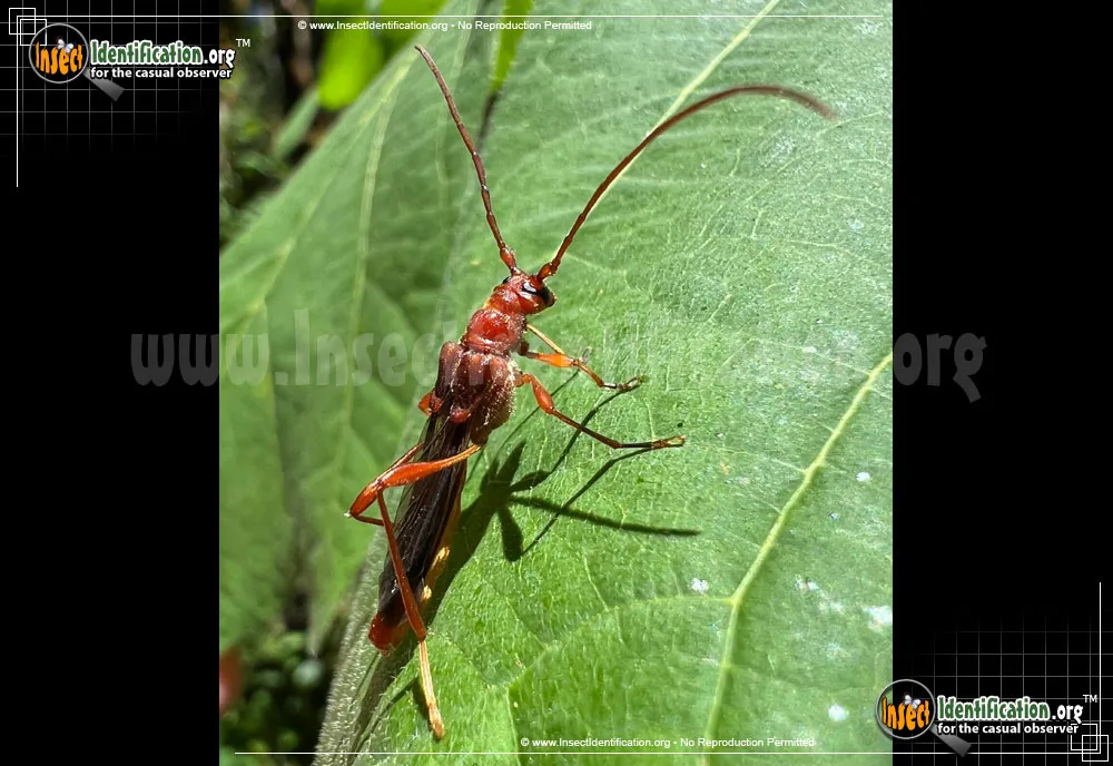 Longhorn Beetle - photo 3