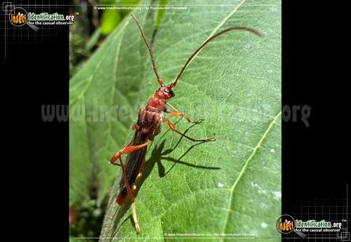 Longhorn Beetle - photo 4
