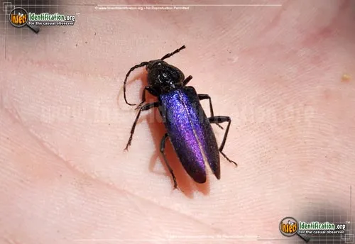 Longhorn Beetle - photo 4