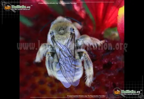Long-horned Bee - photo 2