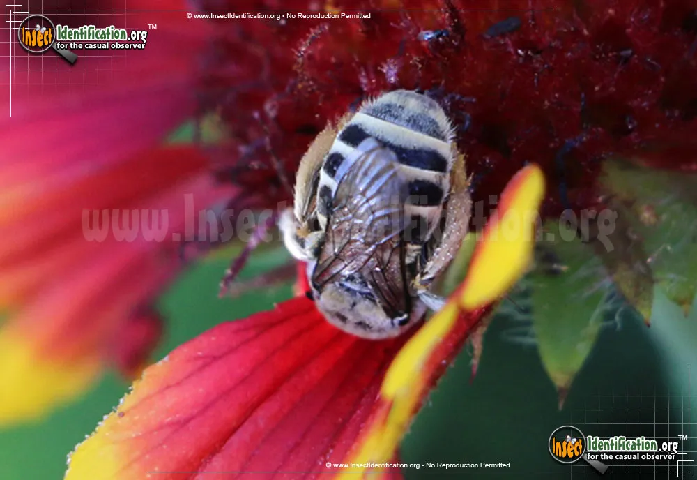 Long-horned Bee - photo 3