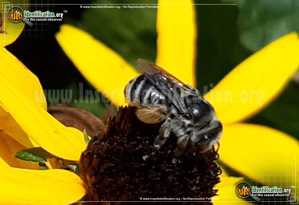Long-horned Bee - photo 5
