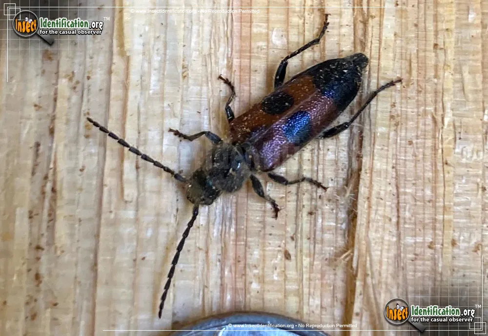 Longhorn Beetle