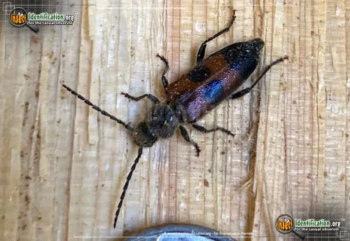 Longhorn Beetle - photo 2