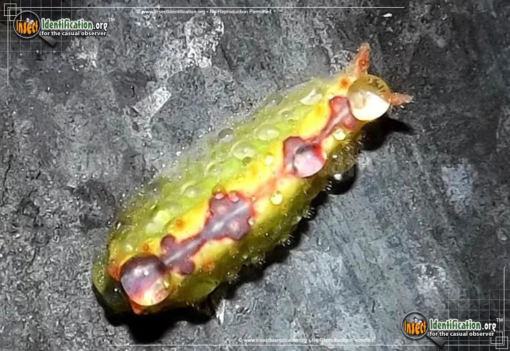 Long-horned Slug Moth