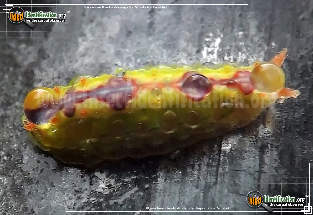 Long-horned Slug Moth - photo 3