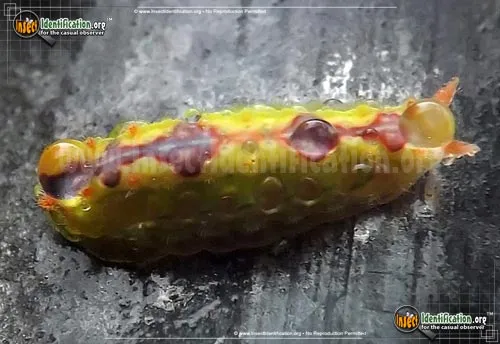 Long-horned Slug Moth - photo 4