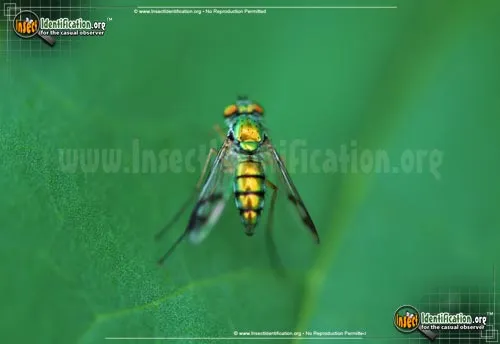 Long-legged Fly - photo 2