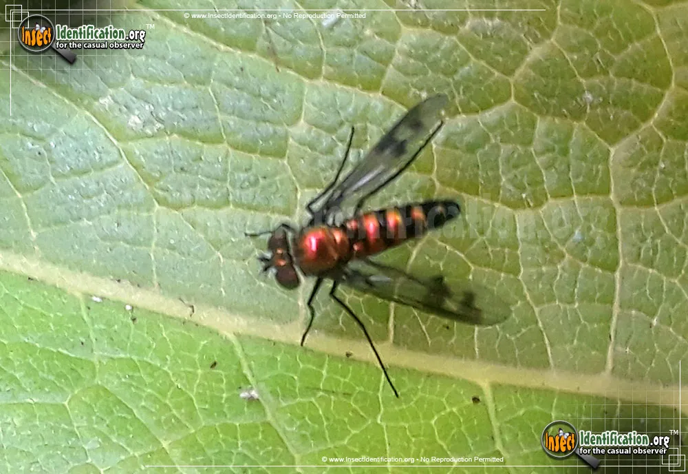 Long-legged Fly - photo 3