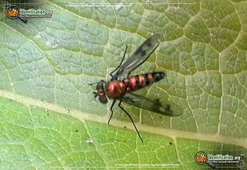 Long-legged Fly - photo 4