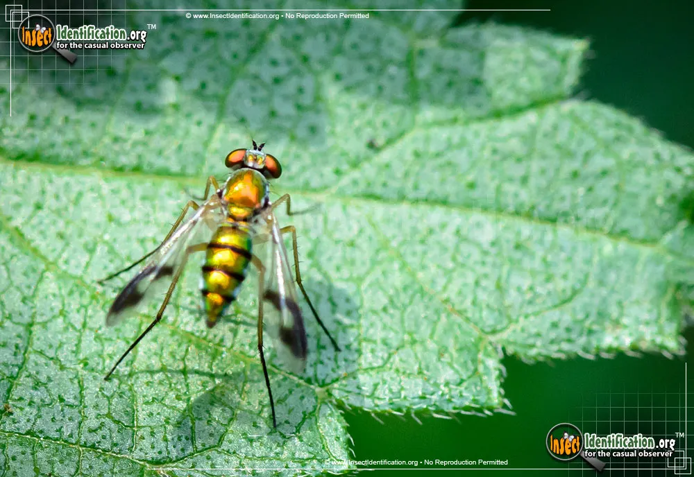 Long-legged Fly - photo 5